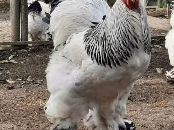 Brahma