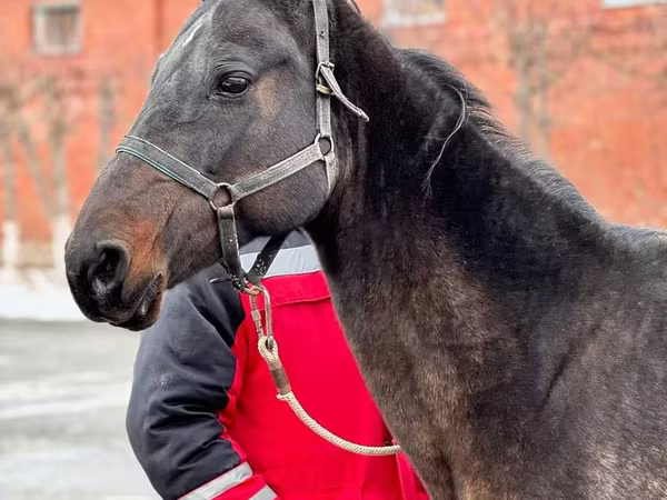 Faras dhaddig, Akhal-Teke