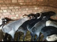 Κριός, Rhon sheep — φωτογραφία 5
