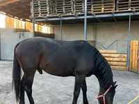 Hengst, Karachay horse — Foto 2