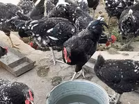 Australorp — Foto 3