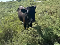 گاو نر, آبرادین-آنگوس — عکس 5