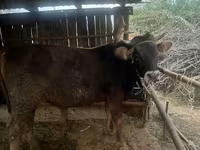 Tyre, Swiss cattle — foto 3