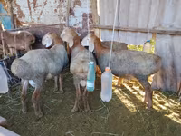 Beran, Arashan sheep — foto 4