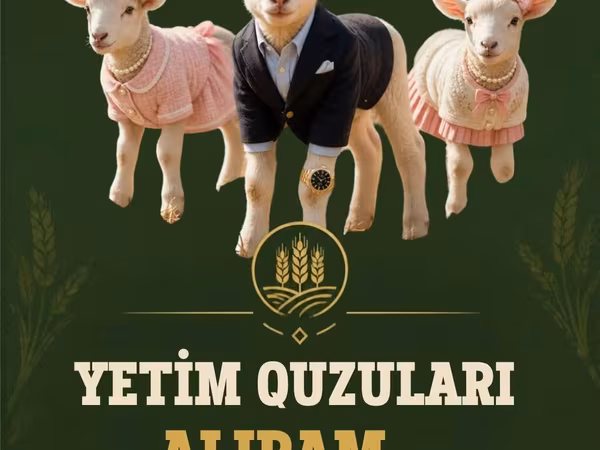 Schapen (partij, geslacht niet gespecificeerd), Schapen