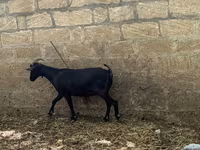 Koza, Murcia-Granada goats — fotografija 2