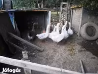 Gâscă daneză gri și gri pătată — foto 1