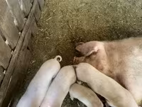 母猪, Pigs — 照片 2