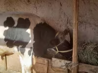 Touro, Russian Black pied cattle — foto 1