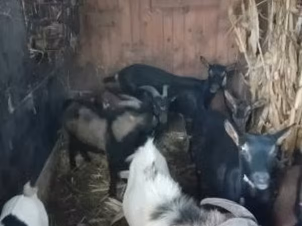 بز ماده, بز