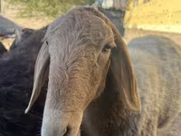 Ovce, Arashan sheep — foto 5