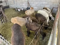 كبش, الأغنام — الصورة 2
