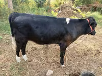 گاو ماده, Russian Black pied cattle — عکس 5