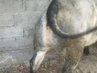 Bou, Belgian Blue — foto 3