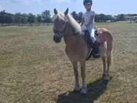 Aygır, Haflinger — foto 6