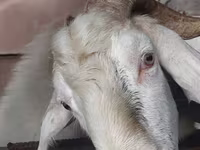 Kozioł, Nubian Goat — zdjęcie 3