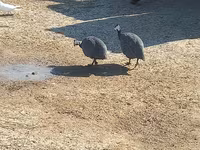 Guinea fowl — फ़ोटो 3