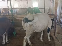 گاو ماده, نژاد آلتائو — عکس 8