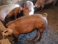 Scrofa, Maiali — foto 3
