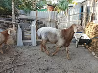 แกะตัวผู้, Arashan sheep — รูปภาพ 2