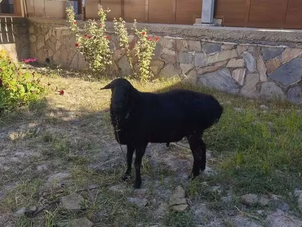 Beran, Ovce