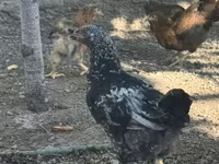 Chickens — عکس 3