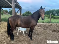 Kůň, Lipizzaner — foto 8
