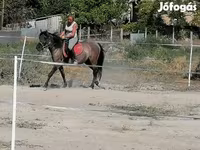 Yegua, Polish pony — foto 3