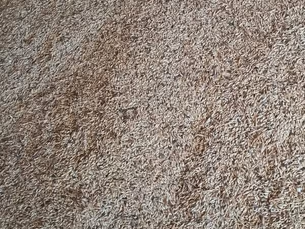 Heyvanlar üçün arpa 34 qəpikdən 6 ton var Toxumluq təmiz arpa 40 qəpik
