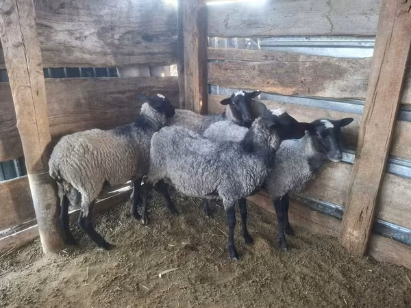 Beran, Romanov sheep