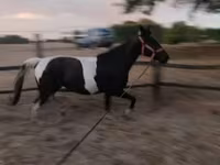 Faras dhaddig, Appaloosa — sawirka 5