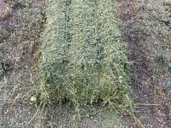 Продаю Тюки люцерны .цена договорная