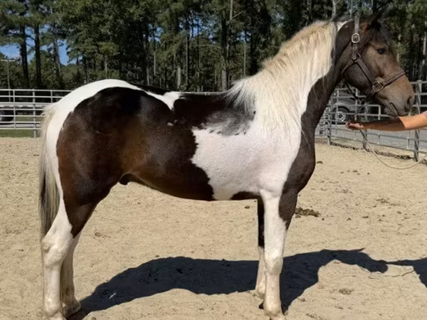 Айғыр, American paint horse