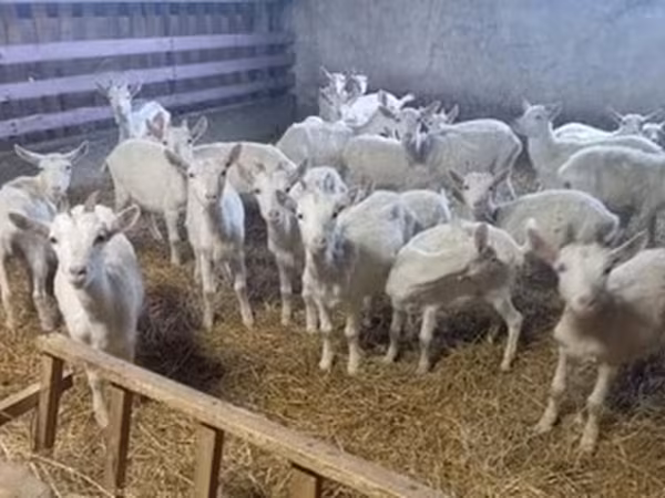 Κατσίκα, Saanen goat