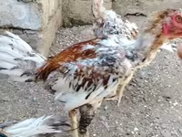 Chickens — รูปภาพ 3