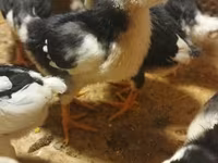 Chickens — عکس 3
