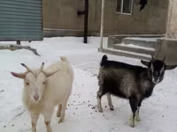Kambing jantan, Goats — foto 2