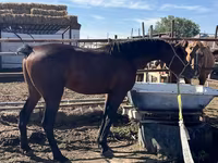Hingst, Standardbred — foto 1
