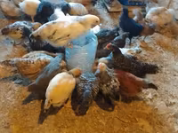 Chickens — foto 3