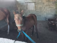 Hingst, Heste — foto 3