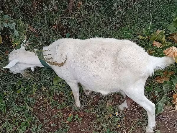 Koza, Saanen goat