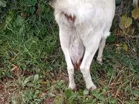 Kambing betina, Saanen goat — foto 4
