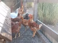 Chickens — foto 1