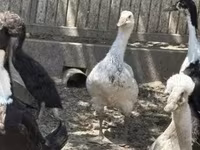 Ducks — Foto 2