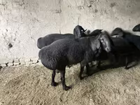 Kambing jantan, Hissar sheep — foto 3