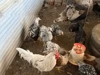 Chickens — ფოტო 4