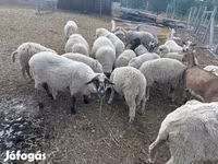 Schaap, Schapen — foto 1