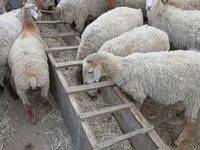 በጎች (ቡድን፣ ጾታ አልተጠቀሰም), Sheep — ፎቶ 4