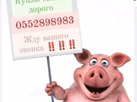Babi betina, Pigs — foto 7