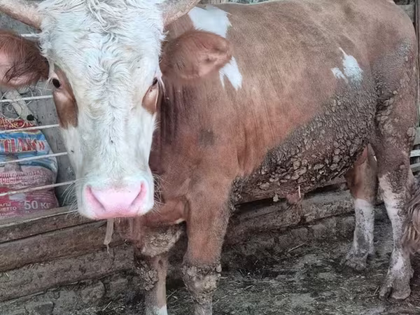 காளை, Simmental cattle